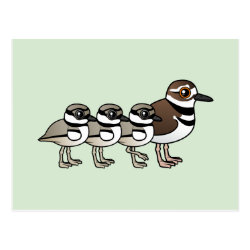 Killdeer & three chicks Postcard
