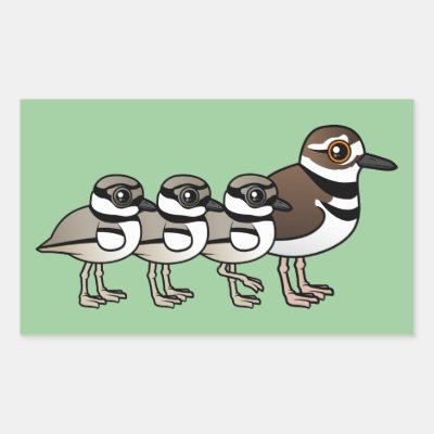 Killdeer &amp; three chicks rectangular sticker