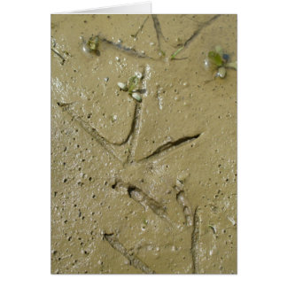 Killdeer tracks cards