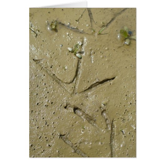 Killdeer tracks cards (Front)