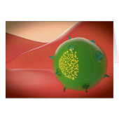 Killer Cell Of The Innate Immune System (Front Horizontal)