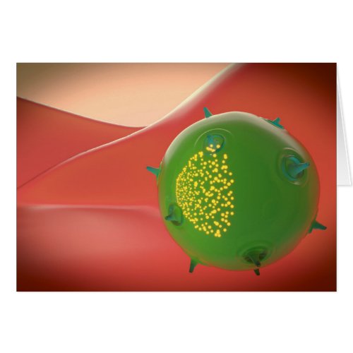 Killer Cell Of The Innate Immune System