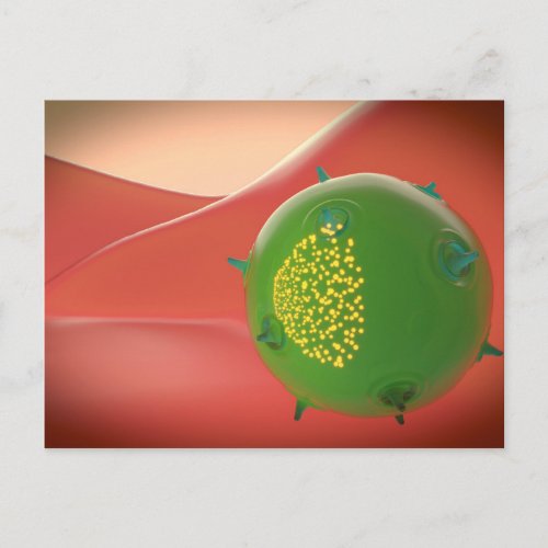 Killer Cell Of The Innate Immune System Postcard