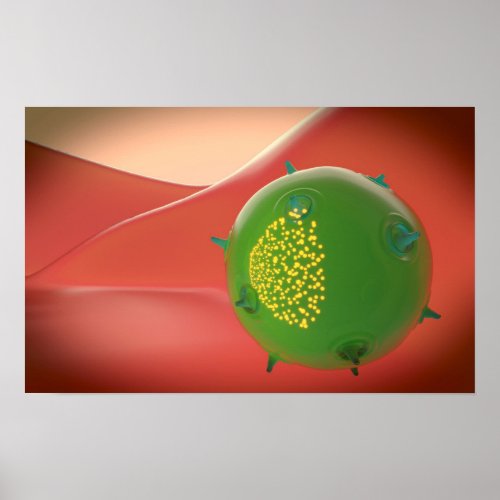 Killer Cell Of The Innate Immune System Poster