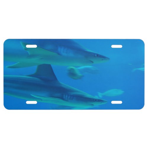 Killer Shark License Plate