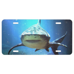 Killer Shark License Plate
