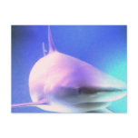 Killer Shark Postcard