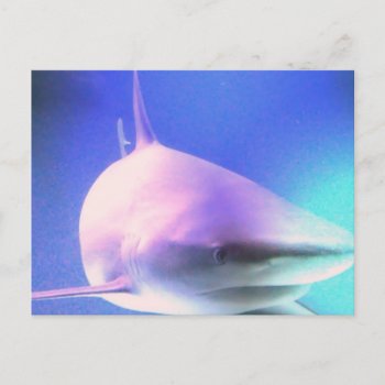 Killer Shark Postcard by WildlifeAnimals at Zazzle