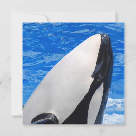 Killer Whale (Front)