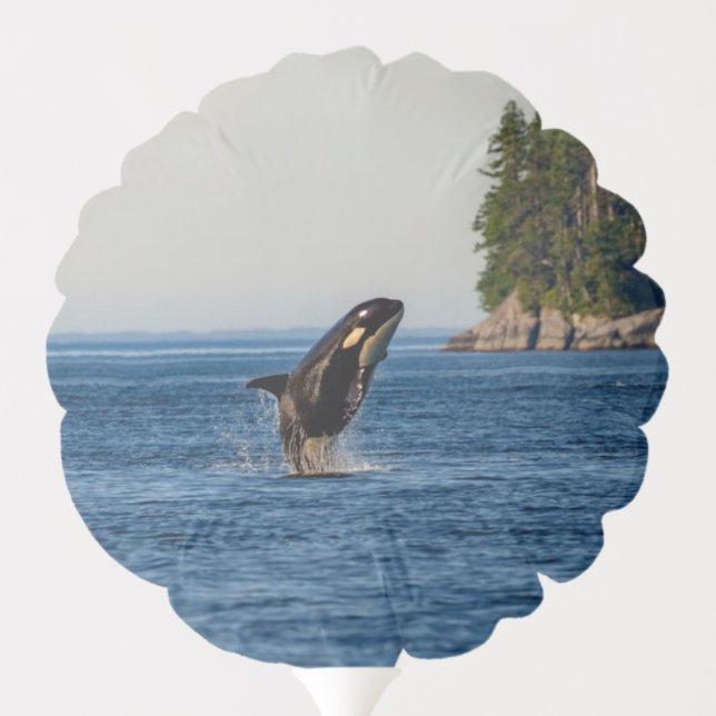 Killer Whale Breaching out of Ocean Water Balloon (Back)