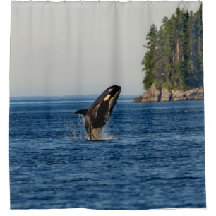 Killer Whale Breaching out of Ocean Water Shower Curtain