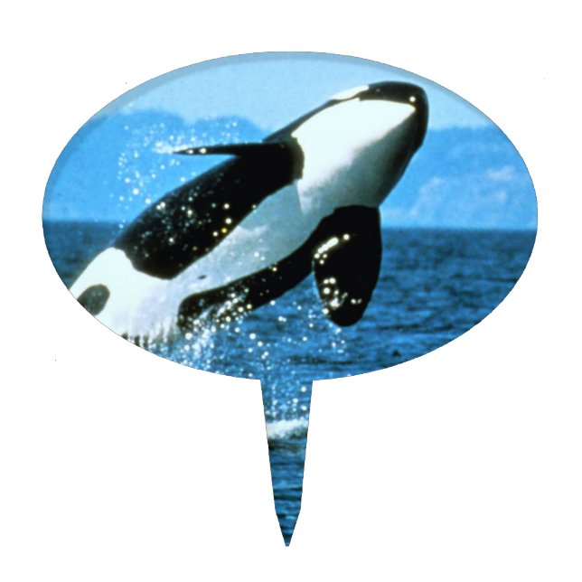 Killer Whale Cake Topper (Front)