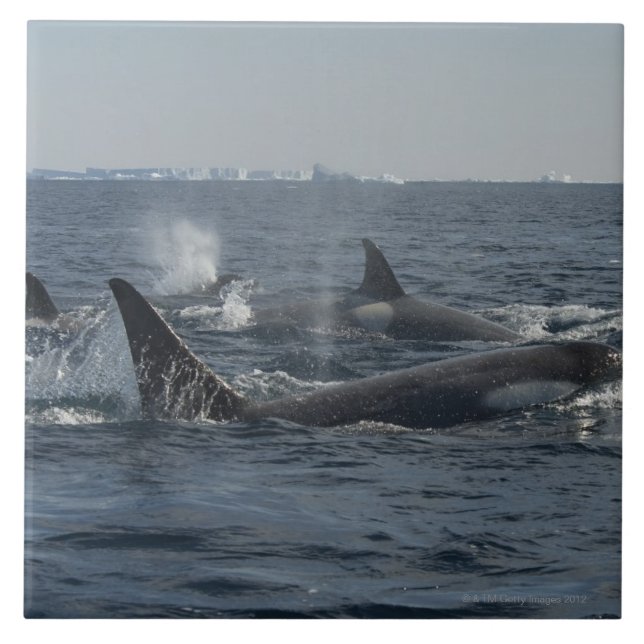 killer whale ceramic tile (Front)