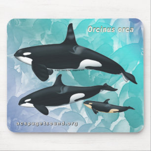Killer Whale Family Mousepad Blue Watercolor bkg