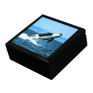 Killer Whale Jewelry Box