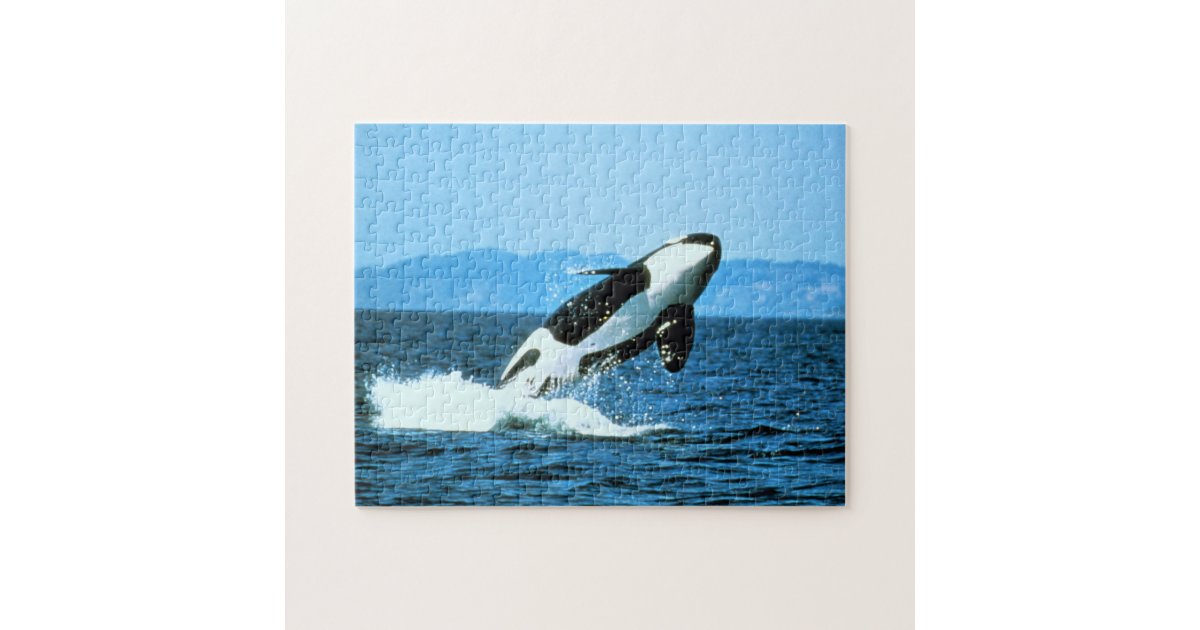 Killer Whale Jigsaw Puzzle Zazzle