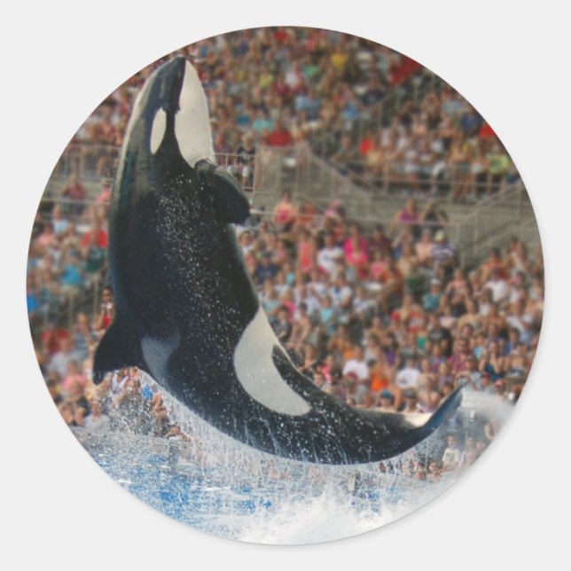 Killer whale jumping classic round sticker (Front)