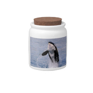 Killer whale jumping out of water candy jar