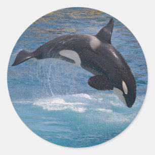 Killer whale jumping out of water classic round sticker