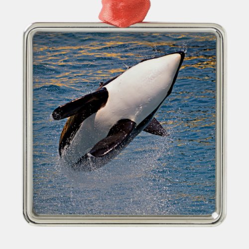Killer whale jumping out of water metal ornament