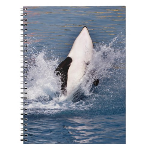Killer whale jumping out of water notebook