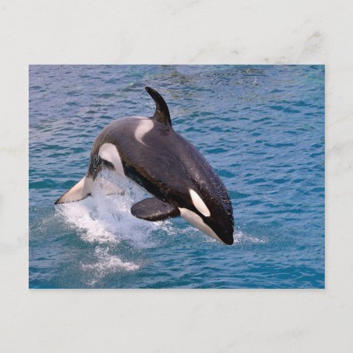 Killer whale jumping out of water postcard