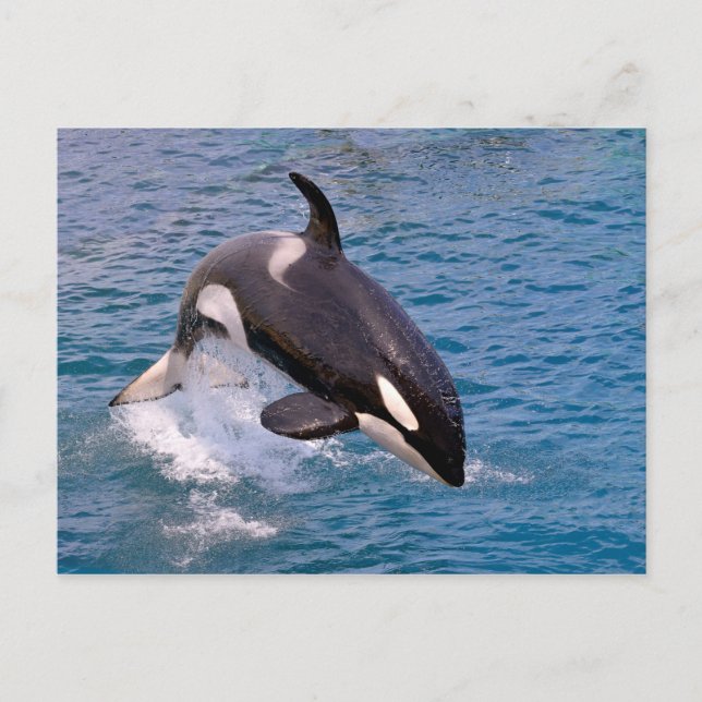 Killer whale jumping out of water postcard (Front)