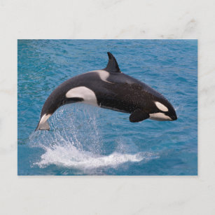 Killer whale jumping out of water postcard
