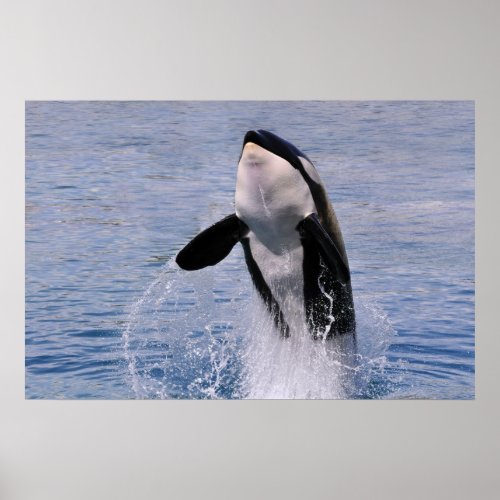 Killer whale jumping out of water poster