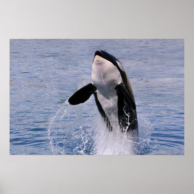 Killer whale jumping out of water poster (Front)