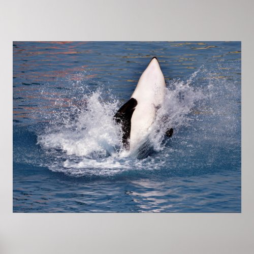 Killer whale jumping out of water poster