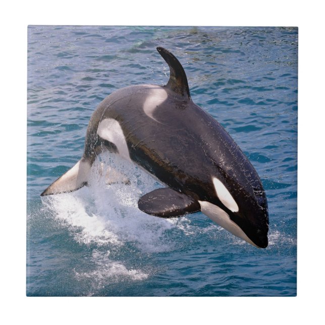 Killer whale jumping out of water tile (Front)