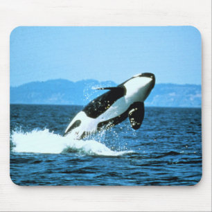 Killer Whale Mouse Pad