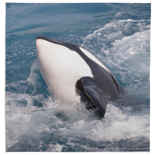 Killer whale napkin