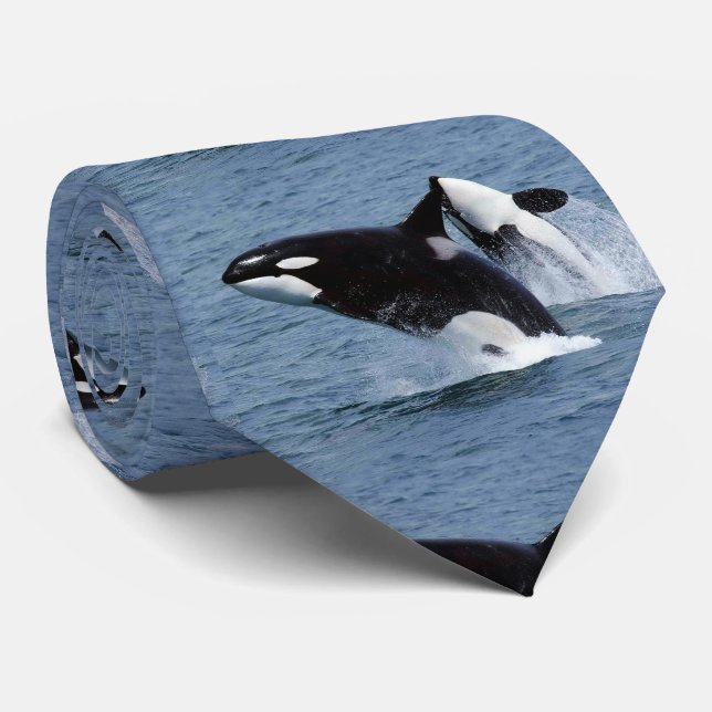 killer whale neck tie (Rolled)