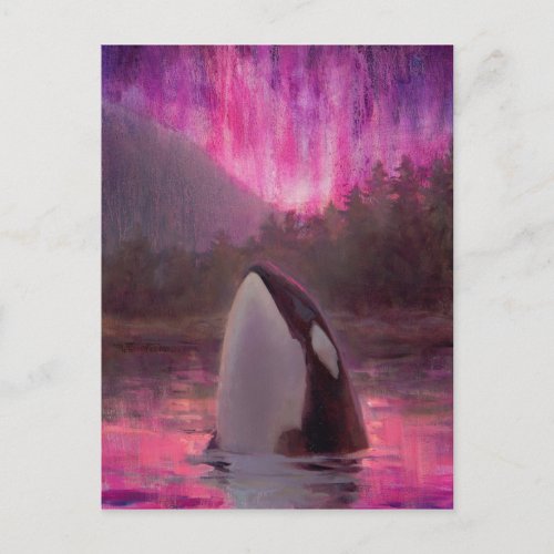 Killer Whale Orca and PinkMagenta Northern Lights Postcard