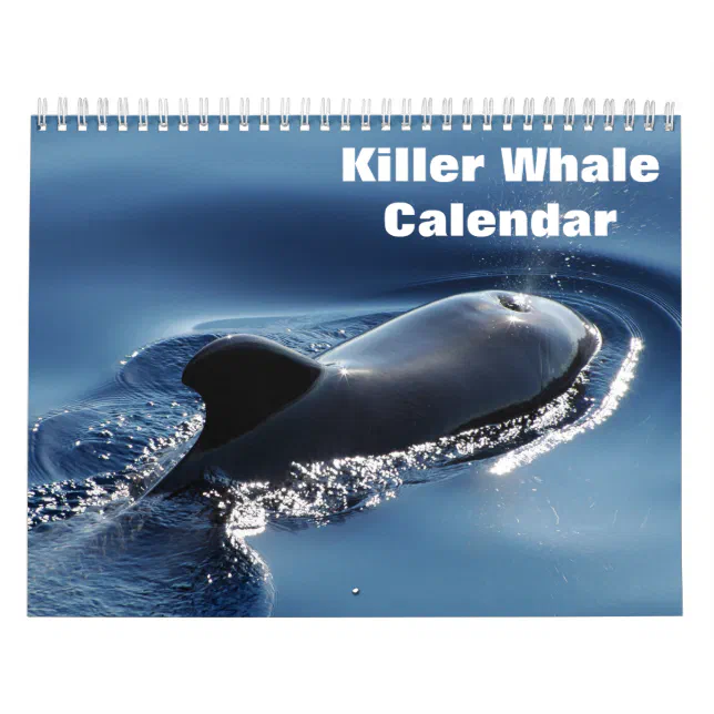 Killer Whale Orcas 2024 Calendar Zazzle