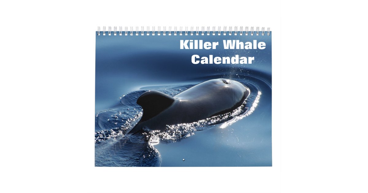 Killer Whale Orcas 2026 Calendar Zazzle