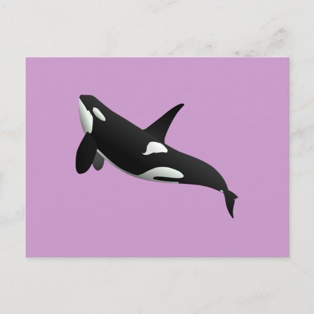 Killer Whale, Orcinus Orca Postcard (Front)