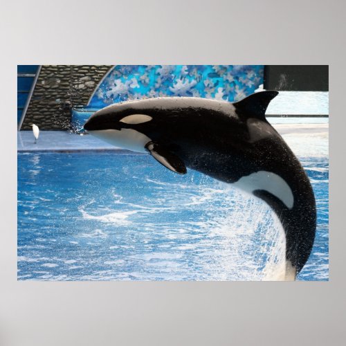 Killer Whale Poster