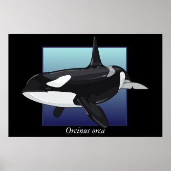 Killer Whale Poster by Customizables at Zazzle