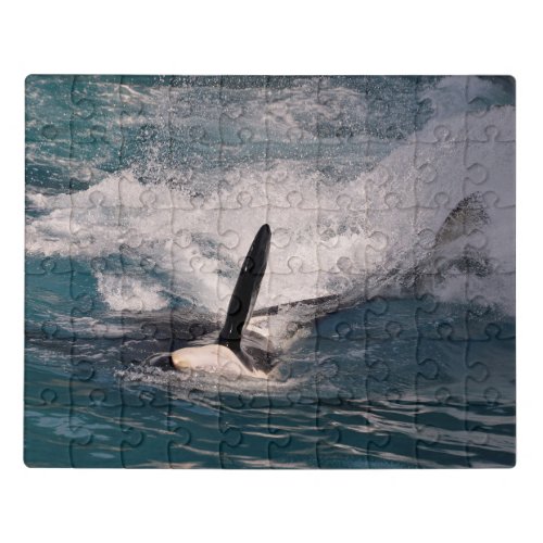 Killer whale swimming fast jigsaw puzzle