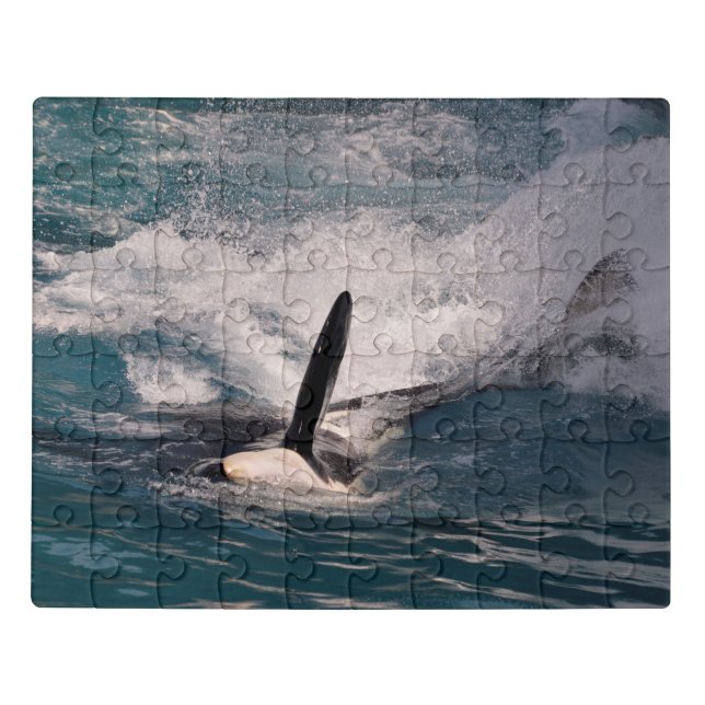 Killer whale swimming fast jigsaw puzzle (Puzzle Horizontal)