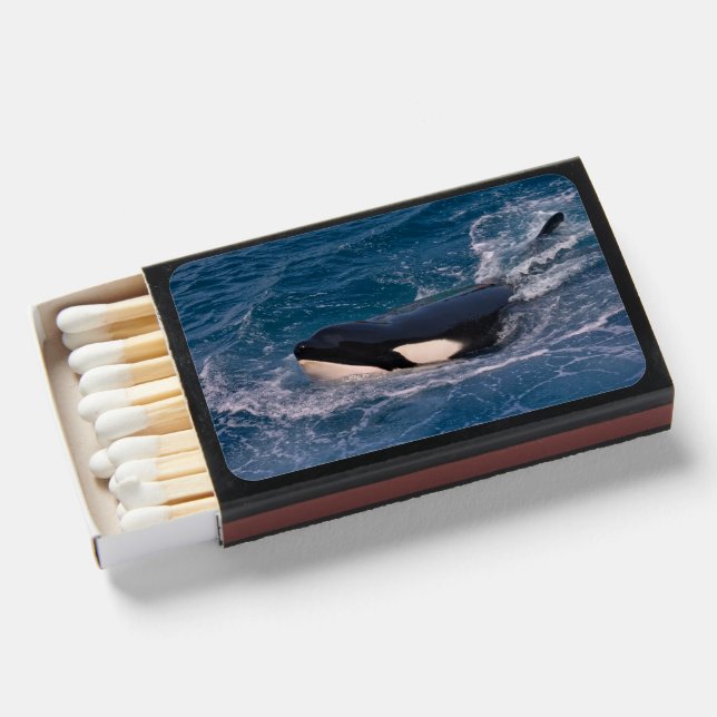 Killer whale swimming matchboxes (Front Open)