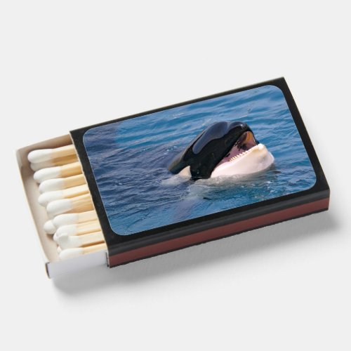 Killer whale swimming matchboxes
