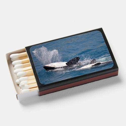 Killer whale swimming matchboxes