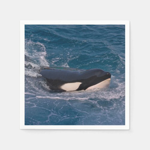 Killer whale swimming napkins