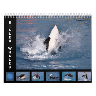 Killer whales 12 month calendar