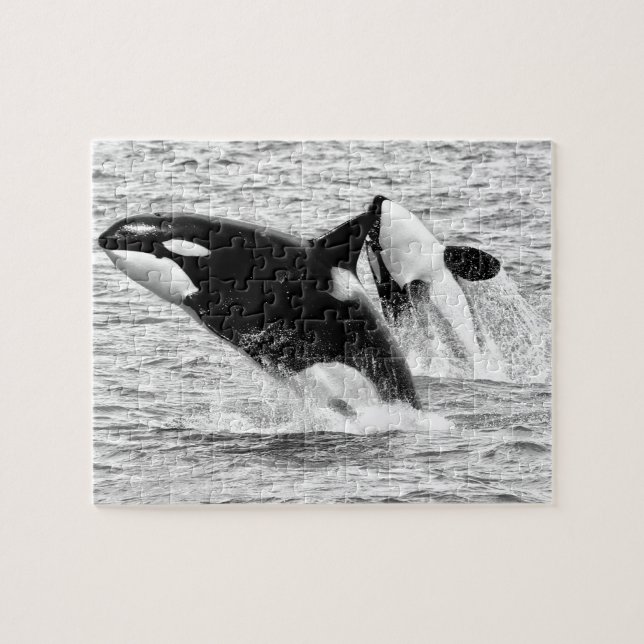 Killer Whales in monochrome, Jigsaw Puzzle (Horizontal)
