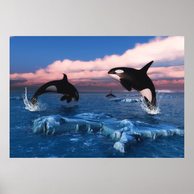 Killer Whales In The Arctic Ocean Poster (Front)